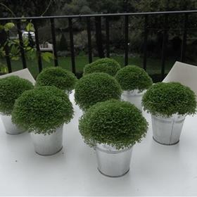fwthumbRIMG0009.jpg